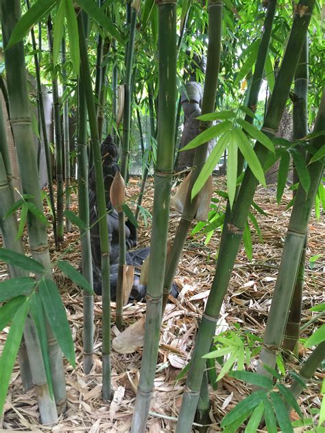 chinese dwarf4 bamboo plants perth bamboo landscape