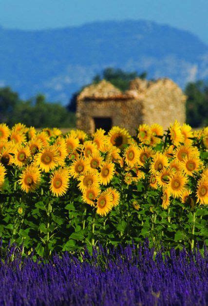 nature flowers field provence france 44 ideas for 2019 sunflower