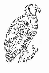 Harpy Eagle Coloring Pages Kids Drawing Outline Perched Branch Getdrawings Sun Print Getcolorings Color Template sketch template