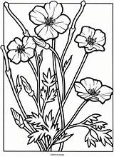 Coloring Pages Flower Poppy Embroidery Flowers Printable Drawing Trees Choose Board sketch template