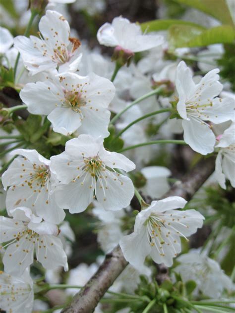 english cherry blossom blossom cherry blossom nature