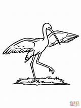 Stork Coloring Dance Storks Clipart Printable sketch template