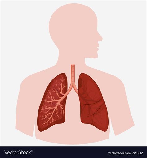 body anatomy organs lung anatomy human body organs human lungs