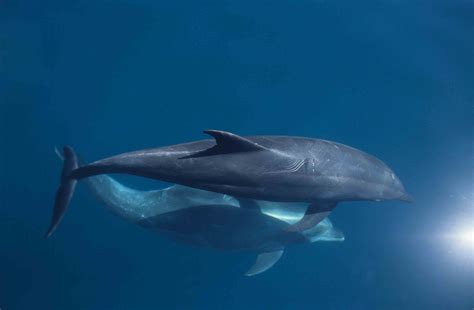 sea  foundation  love lifes  dolphins