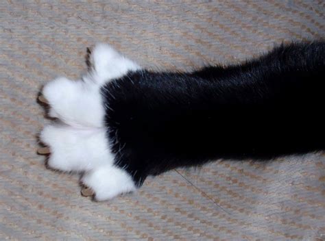 a cat keeps her claws sharp because she knows that a purr might not be nearly enough