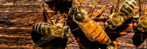 honey bee biology queens drones  workers dadant sons