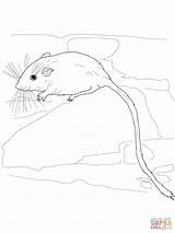 Mouse Coloring Desert Pocket Pages Drawing sketch template