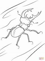 Malvorlagen Stag Käfer Goliath Insekten Beetles Insects sketch template