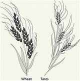 Wheat Tares Lds sketch template
