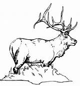 Coloring Elk Deer Alce Yellowstone Pasto Alces Pintarcolorir Stencil Logotipo Antler Siluetas Vektor Cnc Pirograbado Bocetos Malbuch Malerei Zeichentrickfilme Punzieren sketch template