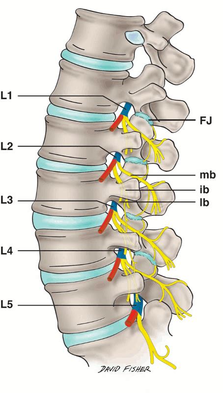 lumbar spinal nerve chart