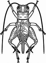 Insect Cricket Drawing Getdrawings sketch template