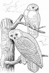 Pages Owls Coloring Owl Snowy Tree Colouring Two Printable Book Drawing Wildlife Color Adults Sheets Print ציעה ינשוף דף Adult sketch template