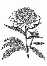 Coloring Peony sketch template
