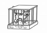 Jaula Tigre Cage Gabbia Kooi Tijger Colorir Slaapt Prentenboek Verkozen Ssst Tot Tudodesenhos Afb Educolor sketch template