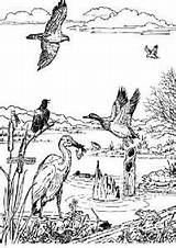 Coloring Pages Wetlands Wetland Animals Sheets Animal Drawings Sheet Estuary Sketch Choose Board Visit sketch template