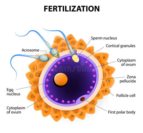 fertilization penetration sperm cell of the egg stock vector image 44005364