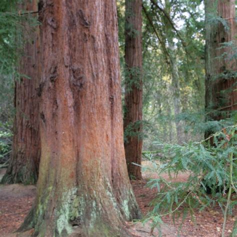 Coastal Redwood Barcham Trees