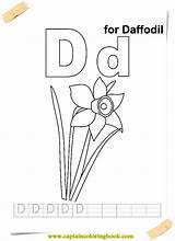 Coloring Daffodil Pages Edit Pm sketch template