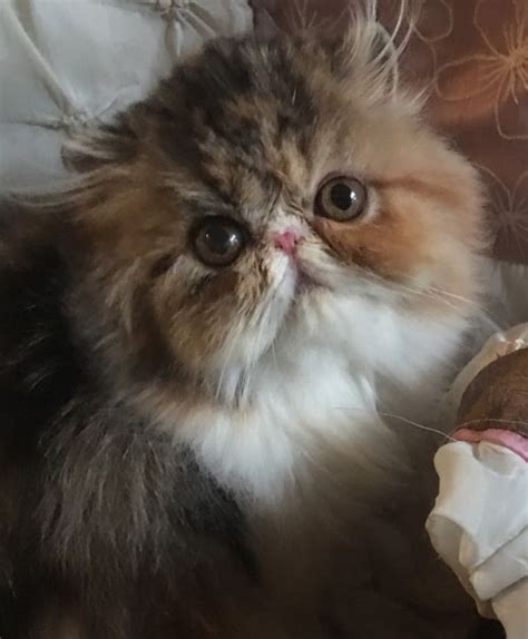 persian kitten calico  show quality clazorg