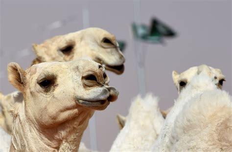 dozen camels disqualified from saudi beauty contest over botox use