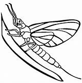 Mayfly Coloring Pages Insect Color Animals Silverfish Template Colorful Tattoos sketch template