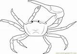 Coloring Fiddler Gulf Crab Mud Pages 58kb 564px Coloringpages101 sketch template