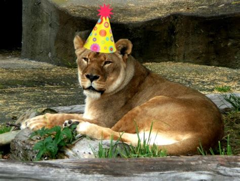 lionesss birthday