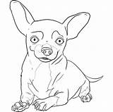 Chihuahua Chihuahuas Dog Hunde Drawing Imagui Malvorlage Chiwawa Tiere Pugs Animali Girls Drawings Ausmalen Teenagers Puppy Colorare Azcoloring Puppies Condividi sketch template