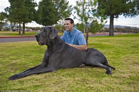 big dog breeds    grow slowly trupanion