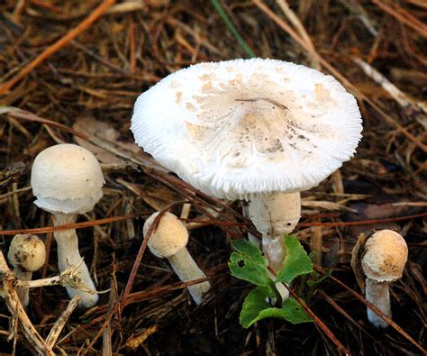 backyard mushrooms poisonous  cautious  picking mushrooms