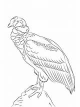 Condor Andean Supercoloring Andes Andino Cóndor Perched Designlooter Ausmalbild sketch template