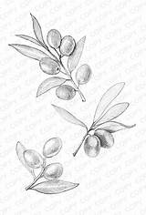Olive Drawing Branch Sketch Tattoo Tattoos Sketches Illustration Drawings Botanical Azulejos Andaluces Dibujos Para Olivo Branches Animal Coffee Coloring Paintingvalley sketch template