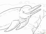 Dolphin Coloring Pages Tale River Amazon Pink Dolphins Boto Drawing Supercoloring Printable Adults Winter Getcolorings Animals Main Color Colorings Draw sketch template