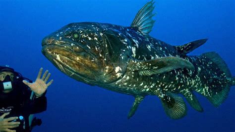 coelacanth bizarre animals rare animals nocturnal animals extinct