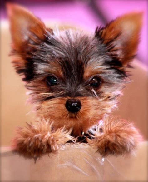 images  yorkie puppy  pinterest pets  cute  smallest dog