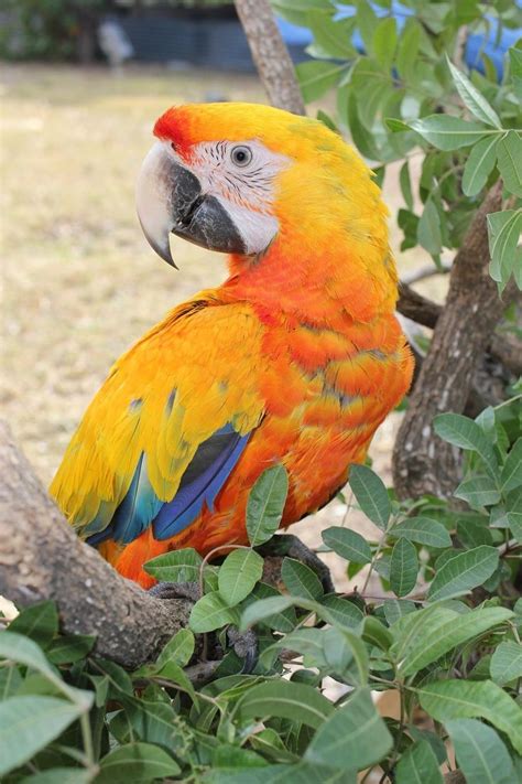 hybrid macaws