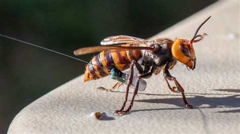 washington state discovers  murder hornet nest   chicago news wttw