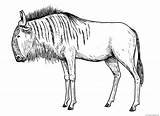 Gnu Antelope sketch template
