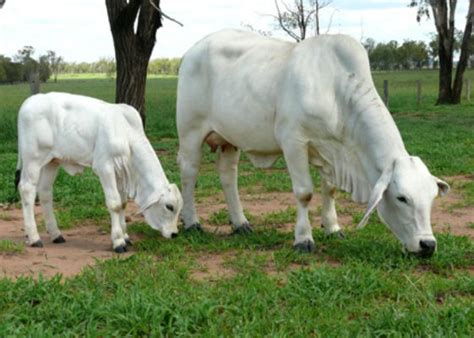 brahman  brahman breed originated  bos indicus cattle originally  india