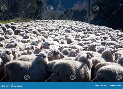 herding sheep stock photo image  merino flock carefully