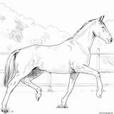 Coloring Pages Horse Oldenburg Printable sketch template