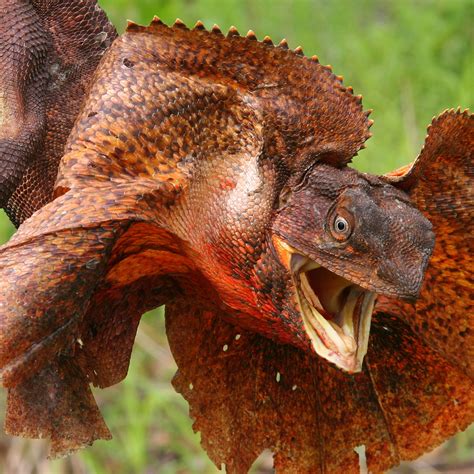 frilled lizard chlamydosaurus kingii  animals