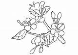 Coloring Blossom Cherry Pages Japanese sketch template