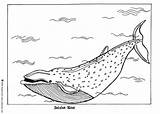 Whale Coloring Blue Pages Color Hellokids Print Sheet Drawing Big Designlooter Animals sketch template