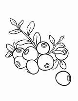 Blueberries sketch template