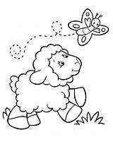 Coloring Sheep Baby Butterfly Pages Lamb Following Template Sketch sketch template