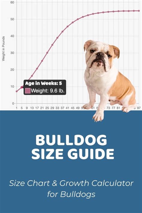 interactive bulldog growth chart  calculator puppy weight calculator