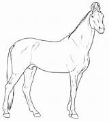Marwari Rassen Paarden Kleurplaten Kleurplaat Pferderassen Malvorlagen sketch template