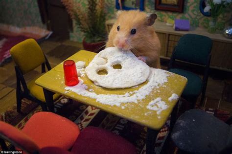 welcome to hamsterville inside the tiny town for rodents daily mail online